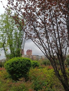 春日园林中的树木与灌木