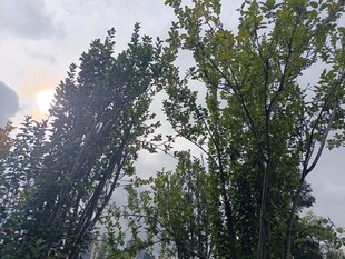 阳光穿透绿树洒下美景