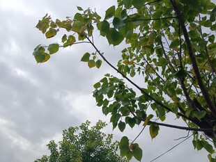 枝头绿叶映灰白天空