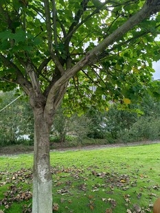 绿树挺立在开阔草地