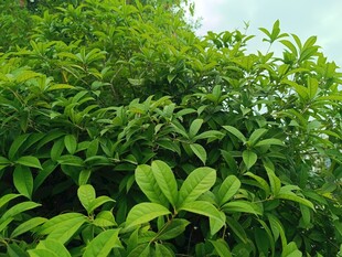 翠绿繁茂的植物景象