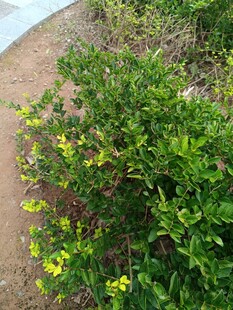 路边绽放的黄色小花