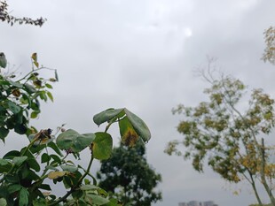雨中朦胧绿植景象