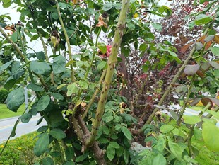 绿叶红果的繁茂植物