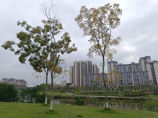 城市绿地旁的高楼与树木