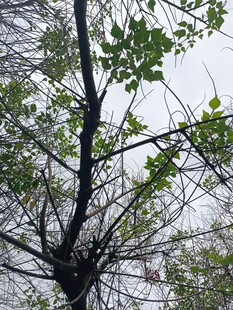 枝头新绿展生机