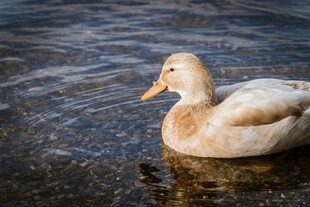 水中游弋的白色鸭子