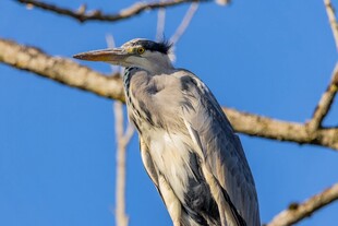 枝头伫立的灰鹭