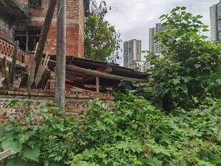 荒废老屋被绿植环绕