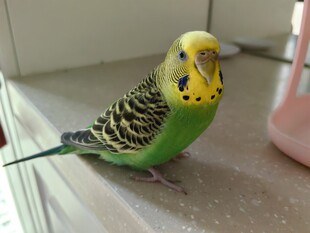 可爱虎皮鹦鹉特写