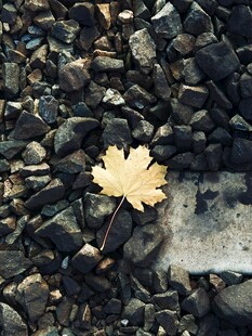 落叶于碎石间的静谧之美