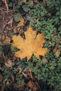 落叶于绿丛中独展风姿