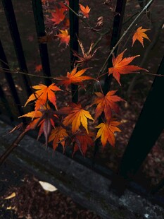 秋日栅栏旁的斑斓枫叶