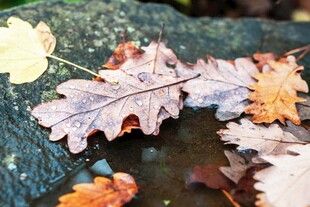 秋日石上斑斓落叶