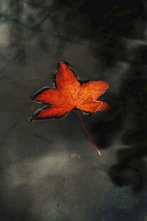 水面上的艳丽红枫叶