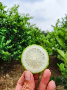 手持切开的青绿色果实