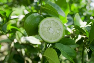 柠檬