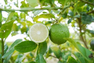 柠檬
