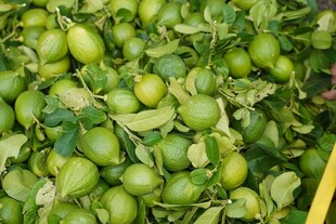 新鲜青橄榄带叶堆成垛