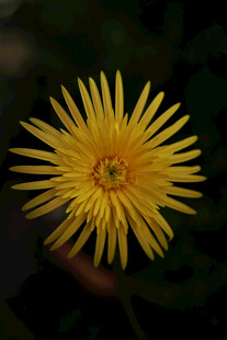 黄色蒲公英特写