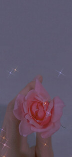 手捧绽放粉玫瑰