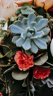 多彩多肉植物组合盆栽