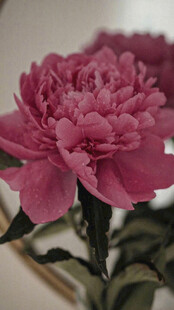 娇艳粉色牡丹花特写