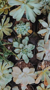 多彩多肉植物特写