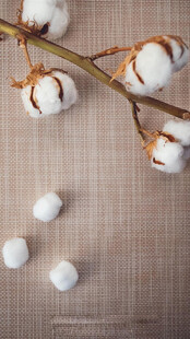 棉花枝干与散落棉球