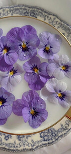 紫三色堇盛放于精致瓷盘