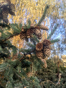 松树枝上的松果特写