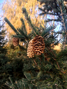 松树上的饱满松果