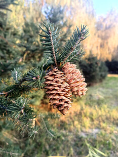 松树枝头的成熟松果