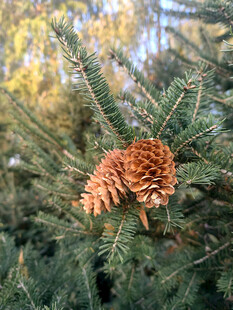 松枝上的棕色松果