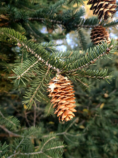 松树枝头的松果