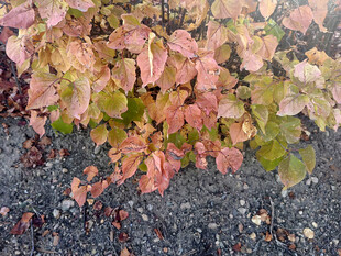 地面上的多彩落叶