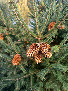 松树枝头的松果特写