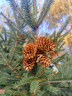 松枝上的饱满松果