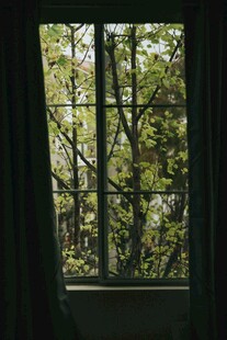 透过窗户望葱郁树林