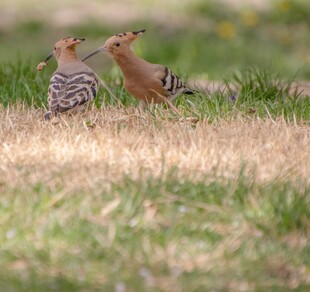 草地上的两只戴胜鸟
