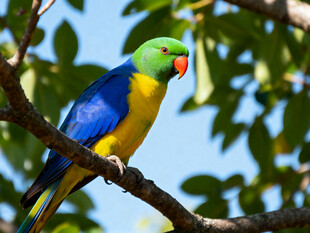 多彩鹦鹉栖息枝头