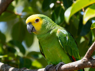枝头绿鹦鹉
