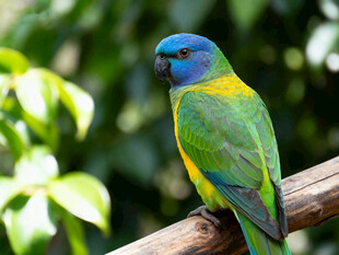多彩鹦鹉栖息枝头