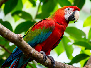 色彩斑斓的鹦鹉栖息枝头