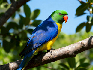 多彩鹦鹉栖息枝头