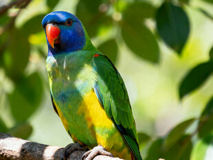 多彩鹦鹉栖息枝头