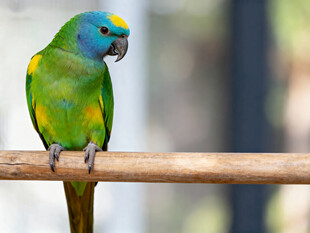 色彩斑斓的鹦鹉栖息木杆