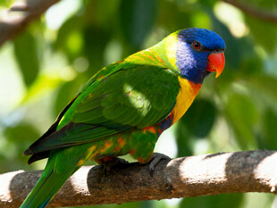色彩斑斓的鹦鹉栖息枝头