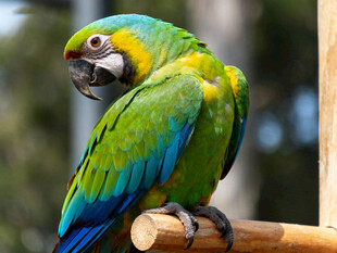 多彩鹦鹉栖息木杆