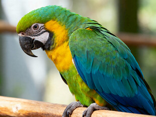 色彩斑斓的鹦鹉栖息木上